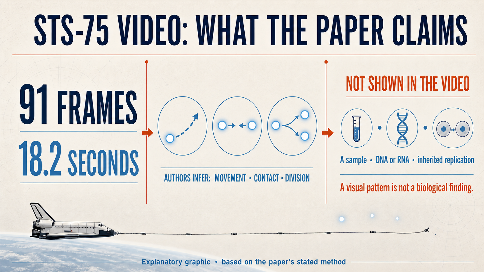 Explanatory infographic: the paper studies 91 frames over 18.2 seconds; it infers movement, contact and division, but the video does not show a sample, DNA or RNA, or inherited replication.